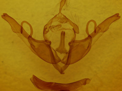 genitalia view of adult Lithophane unimoda