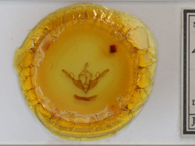 slide view of adult Lithophane unimoda