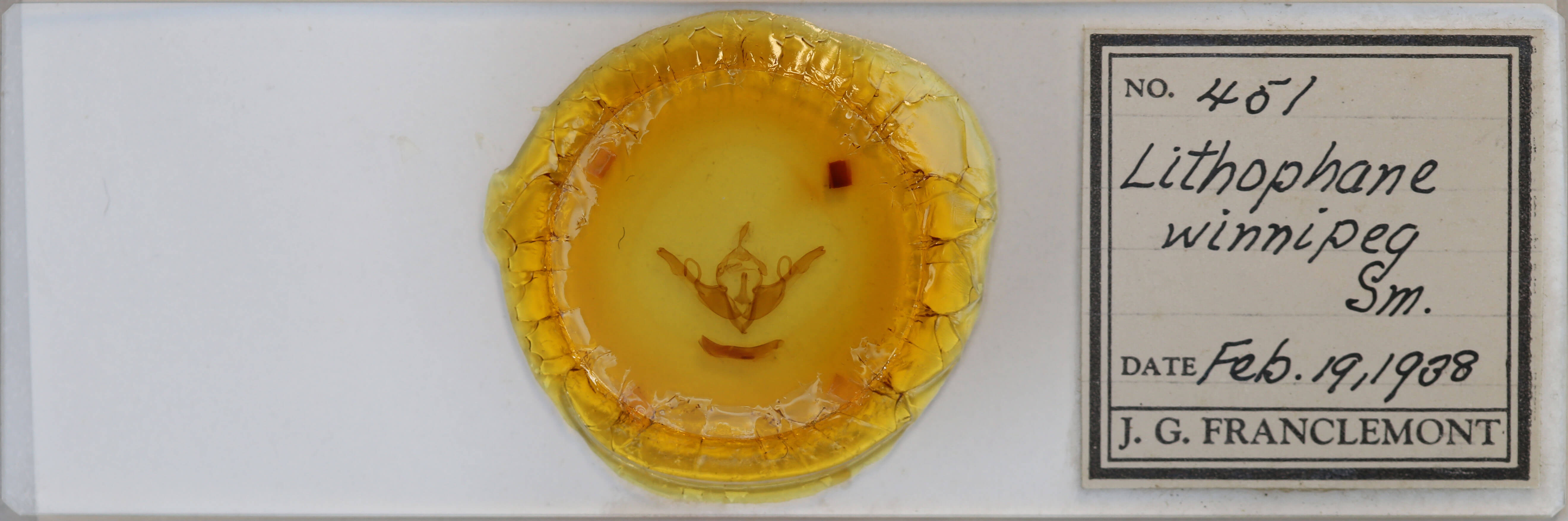 slide view of adult Lithophane unimoda