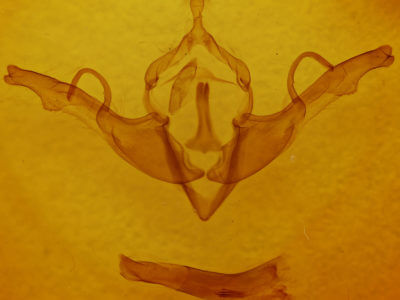genitalia view of adult Lithophane unimoda