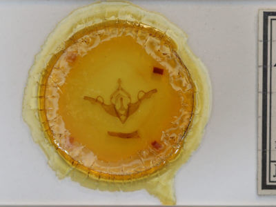 slide view of adult Lithophane unimoda