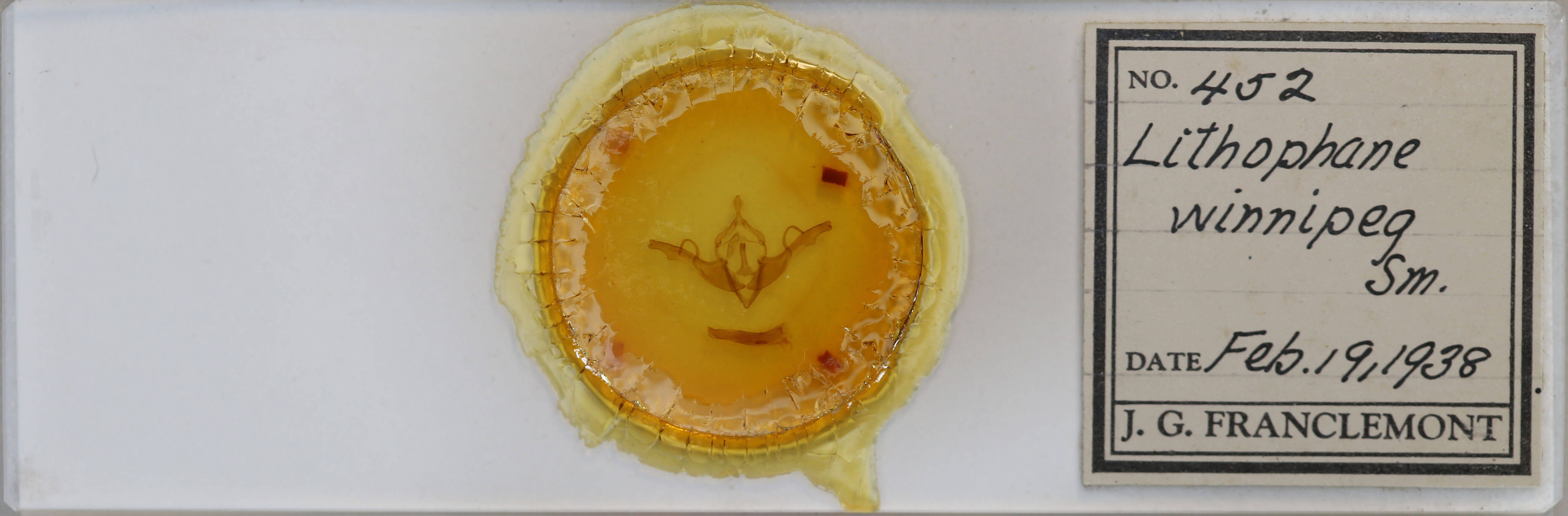 slide view of adult Lithophane unimoda