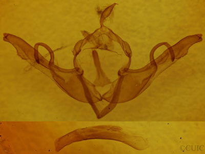 genitalia view of adult Lithophane unimoda