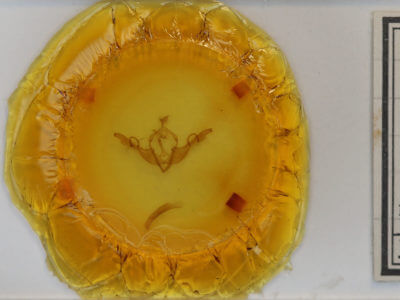 slide view of adult Lithophane unimoda