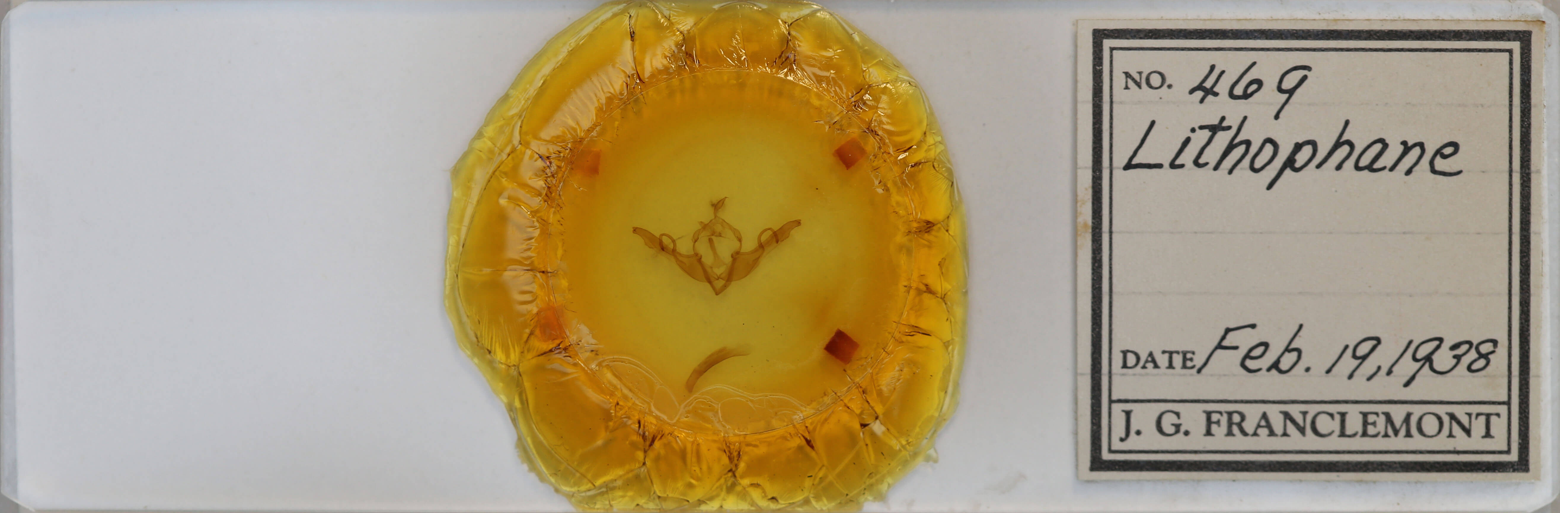 slide view of adult Lithophane unimoda