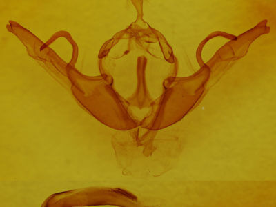genitalia view of adult Lithophane unimoda
