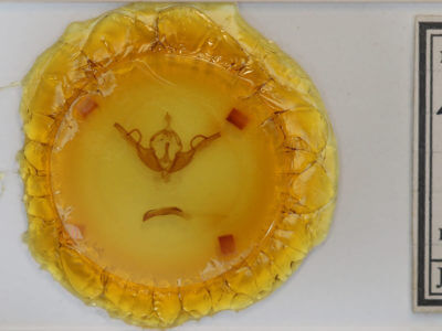 slide view of adult Lithophane unimoda