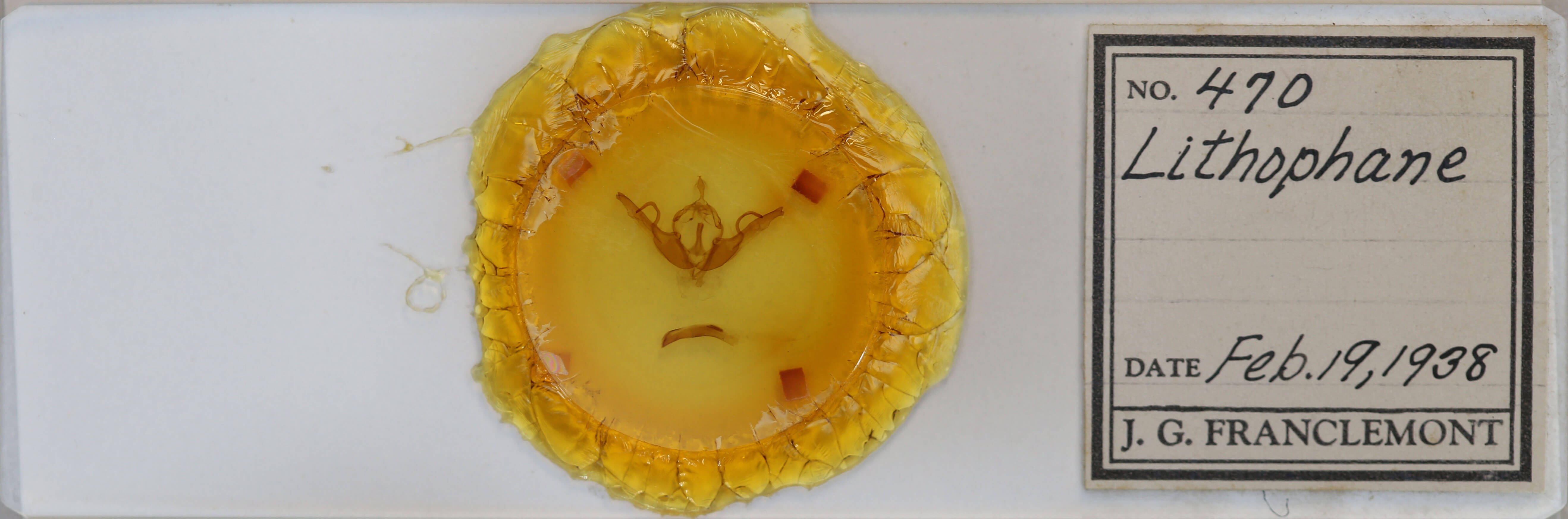 slide view of adult Lithophane unimoda