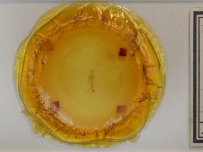 genitalia view of adult Lychnosea helveolaria