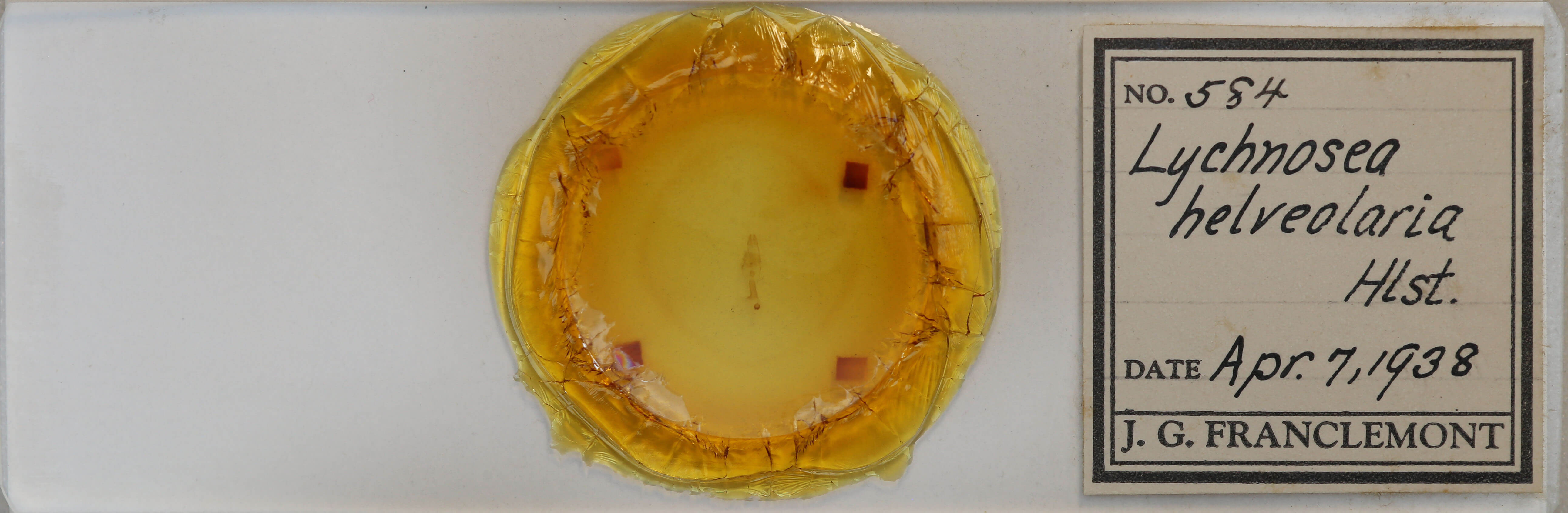 genitalia view of adult Lychnosea helveolaria