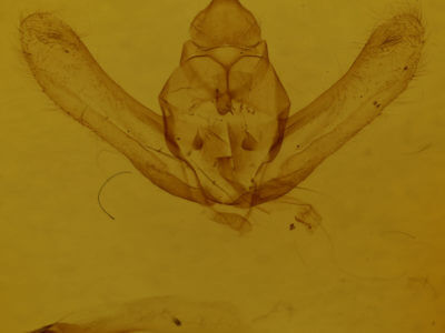 genitalia view of adult Lycia ursaria