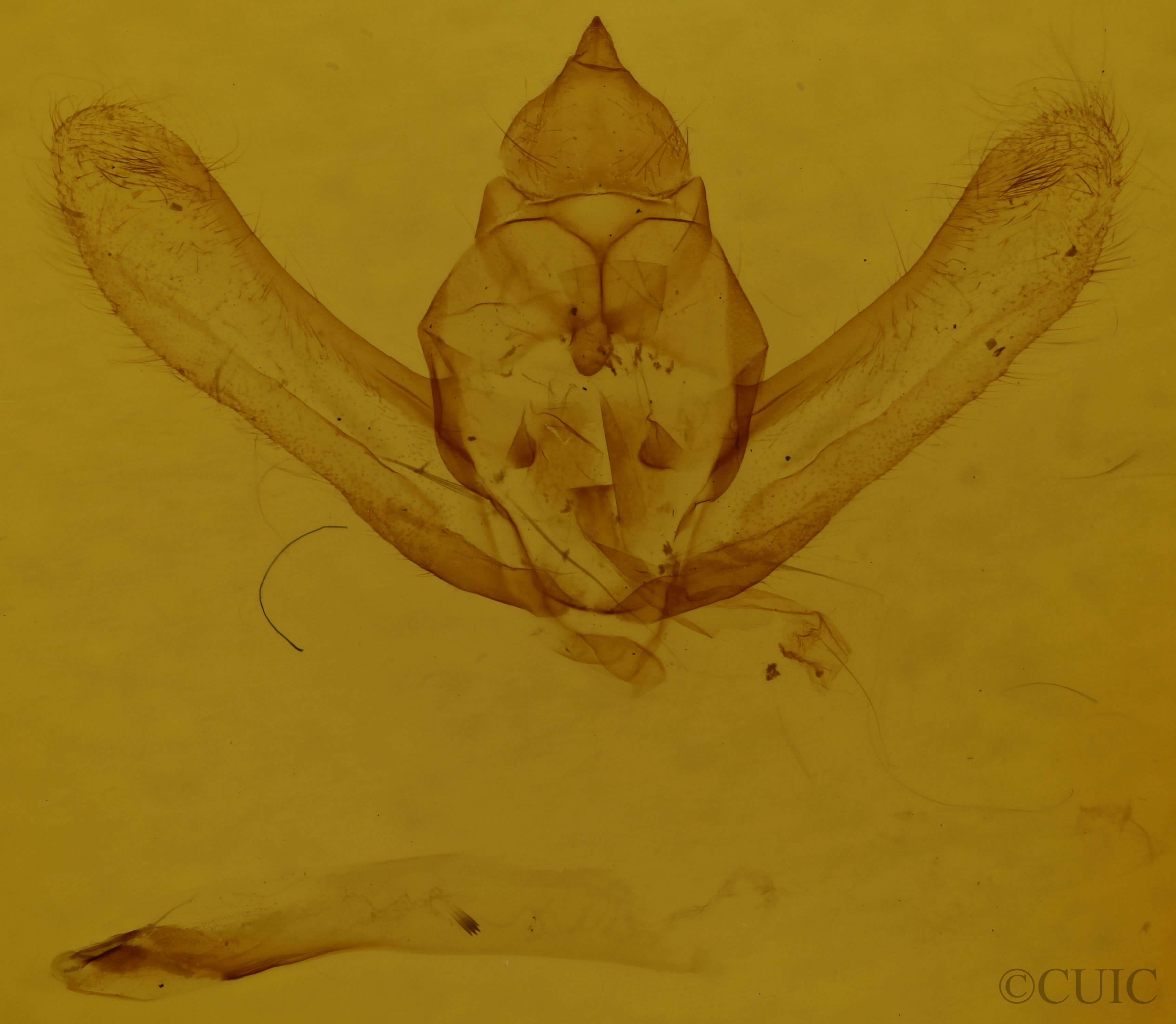 genitalia view of adult Lycia ursaria