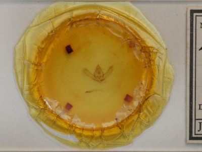 slide view of adult Lycia ursaria