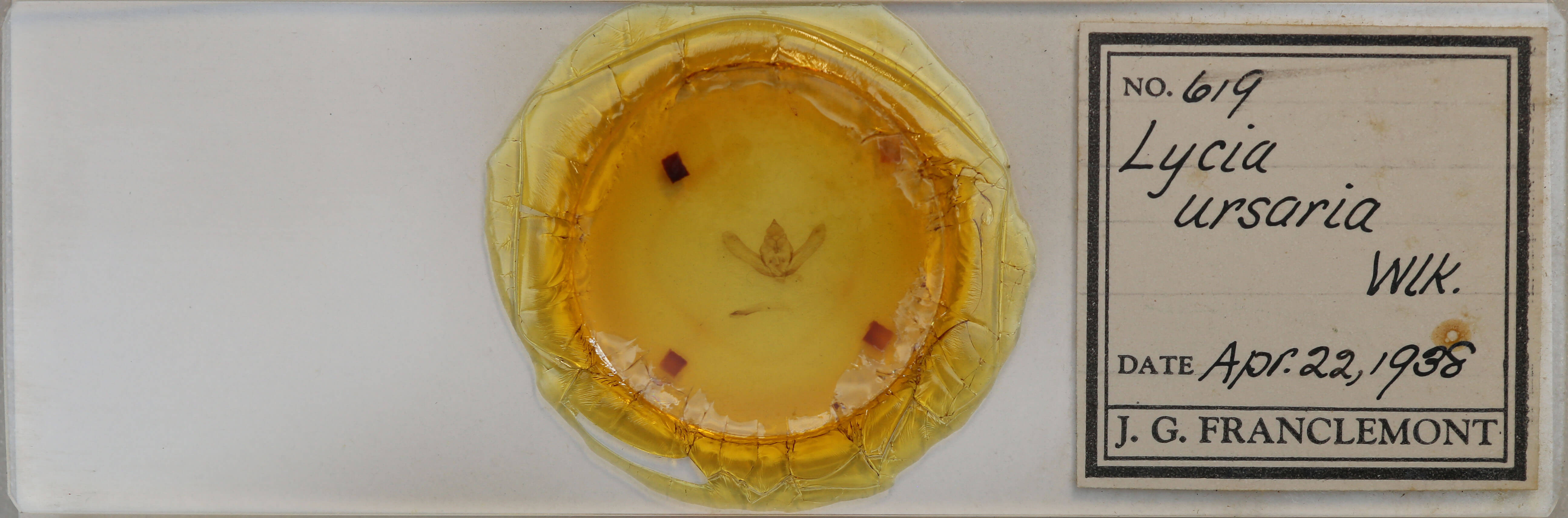 slide view of adult Lycia ursaria