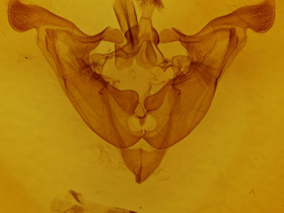 genitalia view of adult Melanchra adjuncta