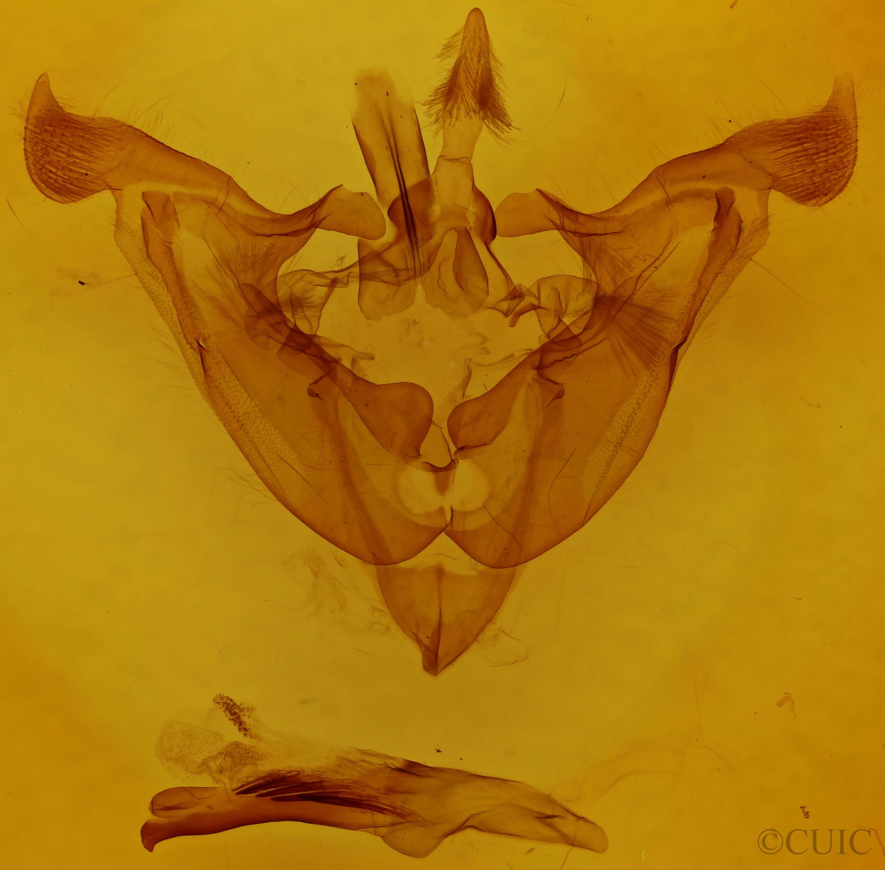 genitalia view of adult Melanchra adjuncta