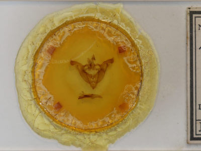 slide view of adult Melanchra adjuncta