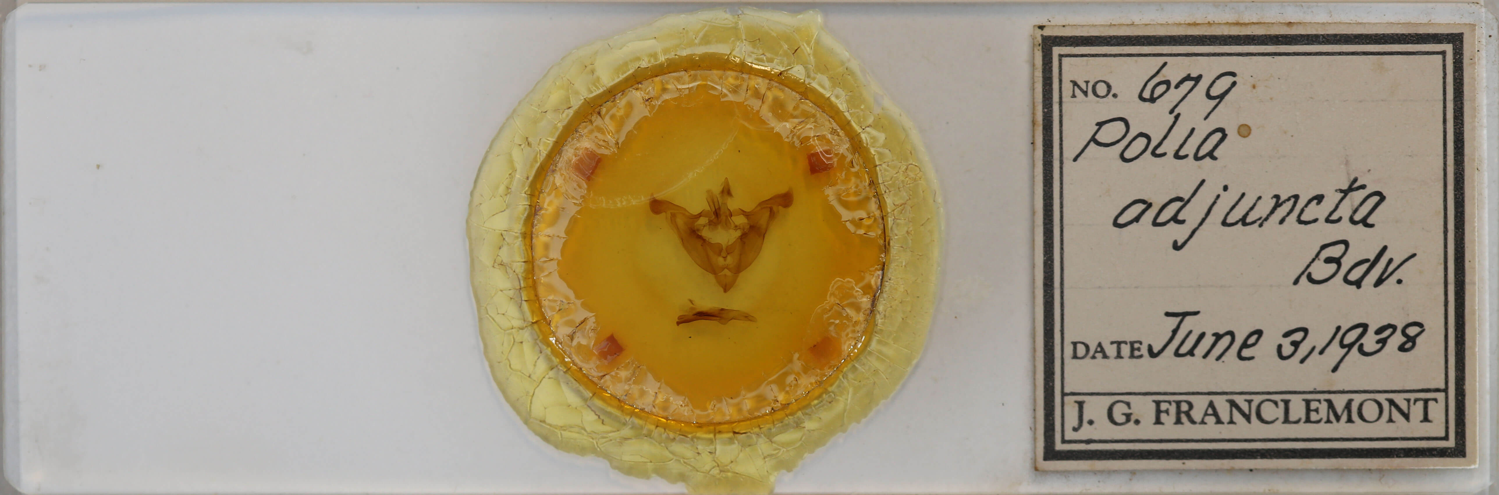 slide view of adult Melanchra adjuncta