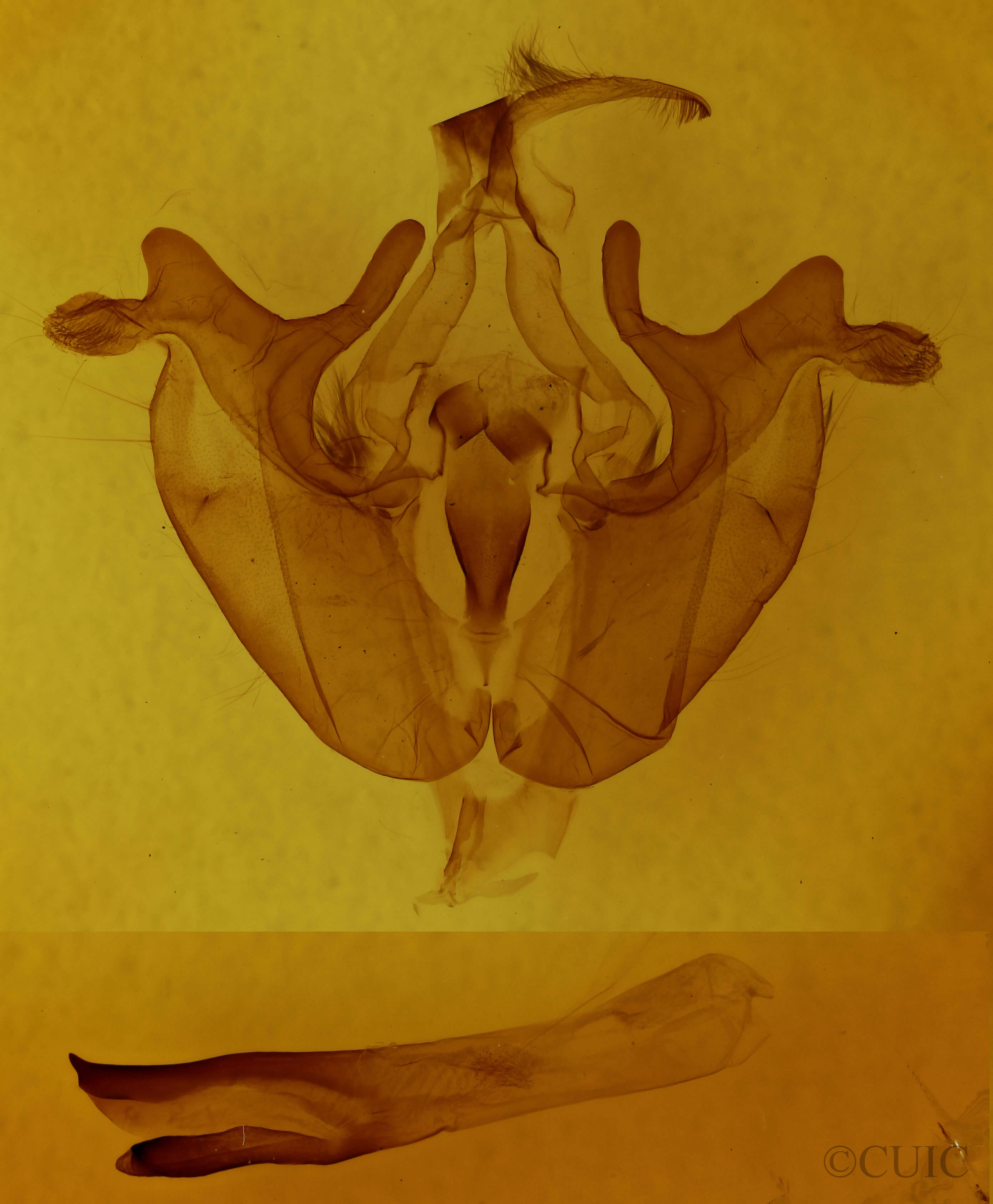 genitalia view of adult Melanchra assimilis