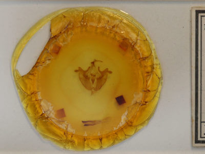 slide view of adult Melanchra assimilis