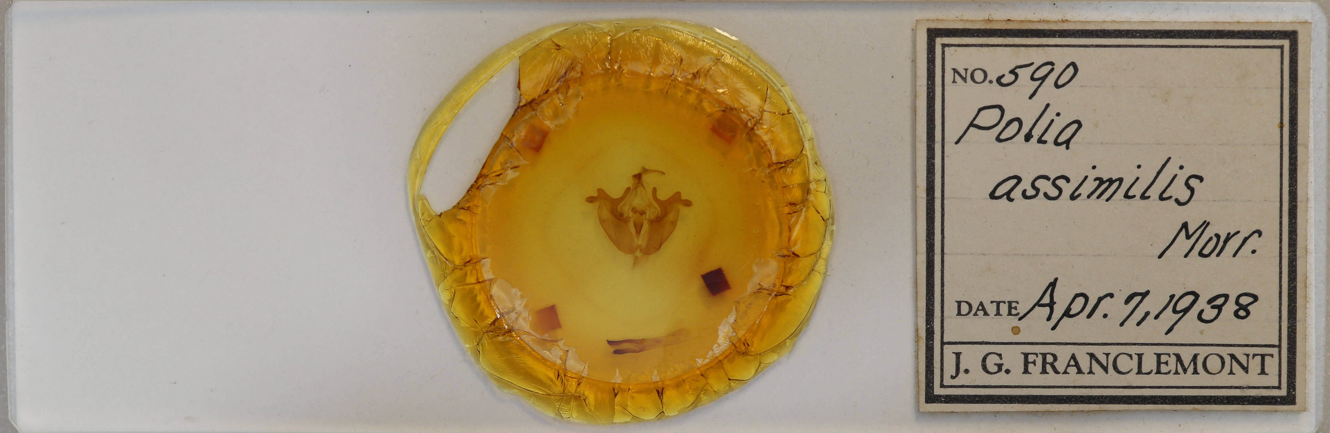 slide view of adult Melanchra assimilis