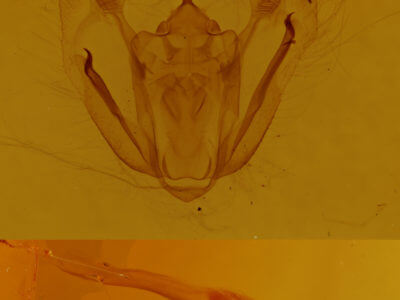 genitalia view of adult Melanolophia canadaria