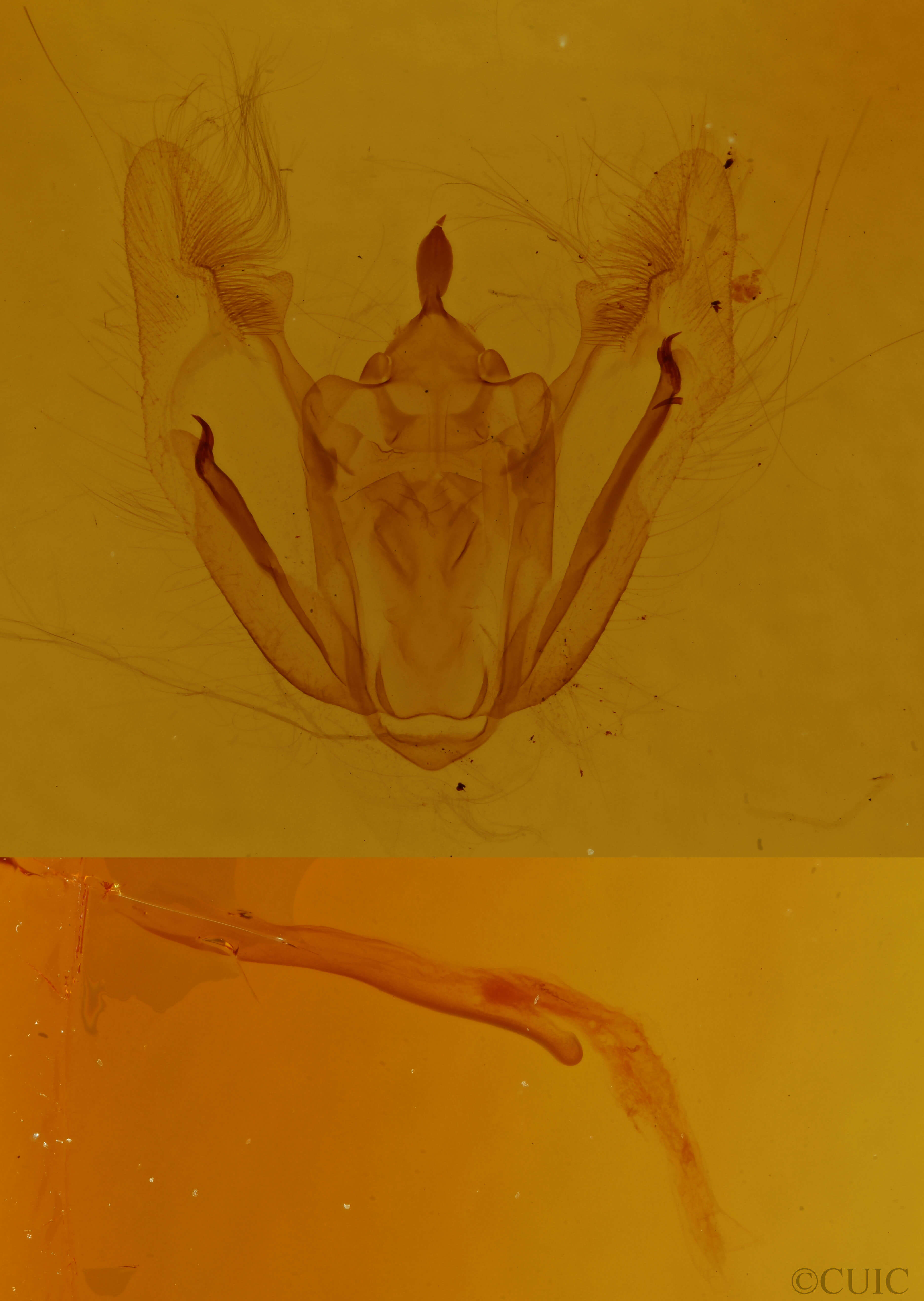 genitalia view of adult Melanolophia canadaria