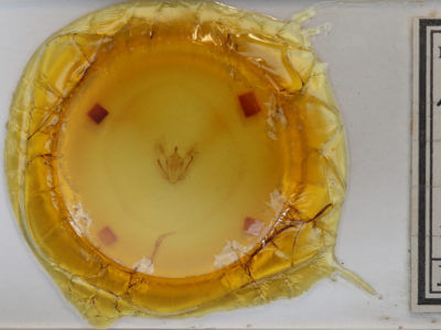 slide view of adult Melanolophia canadaria