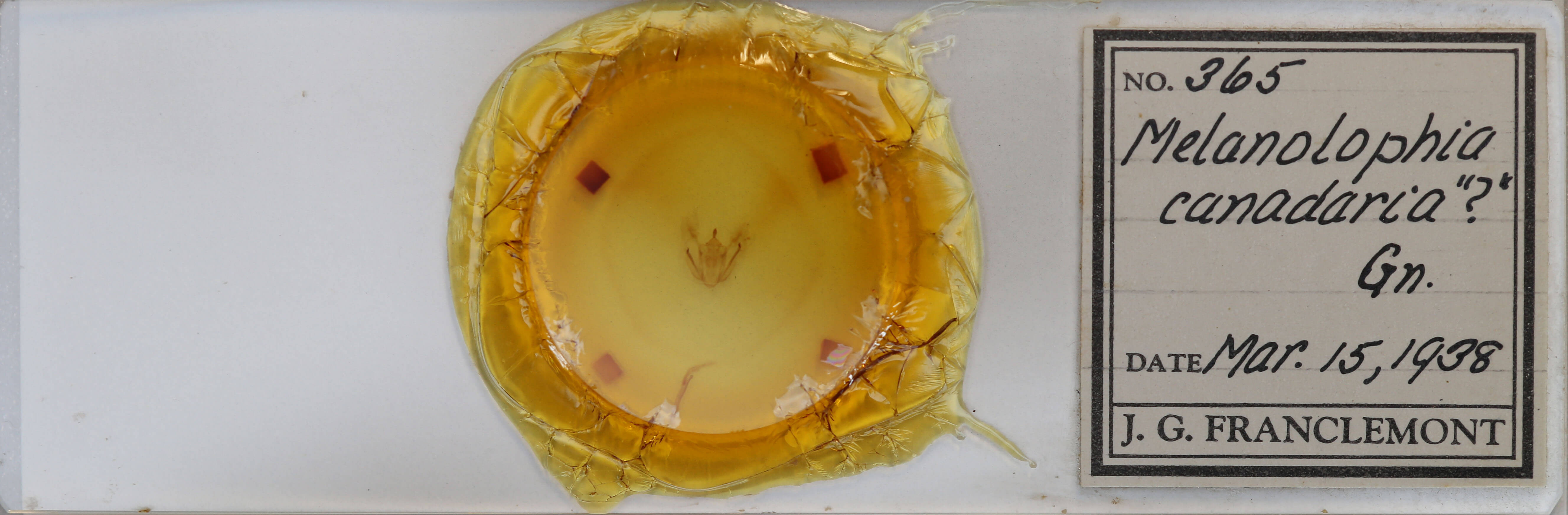 slide view of adult Melanolophia canadaria