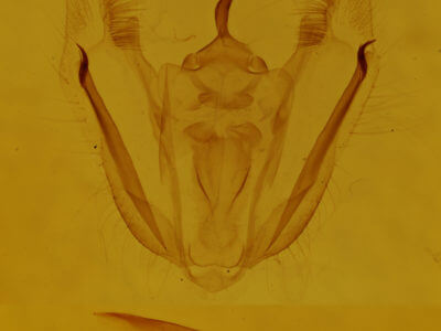 genitalia view of adult Melanolophia canadaria