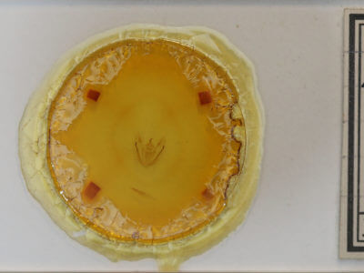 genitalia view of adult Melanolophia canadaria