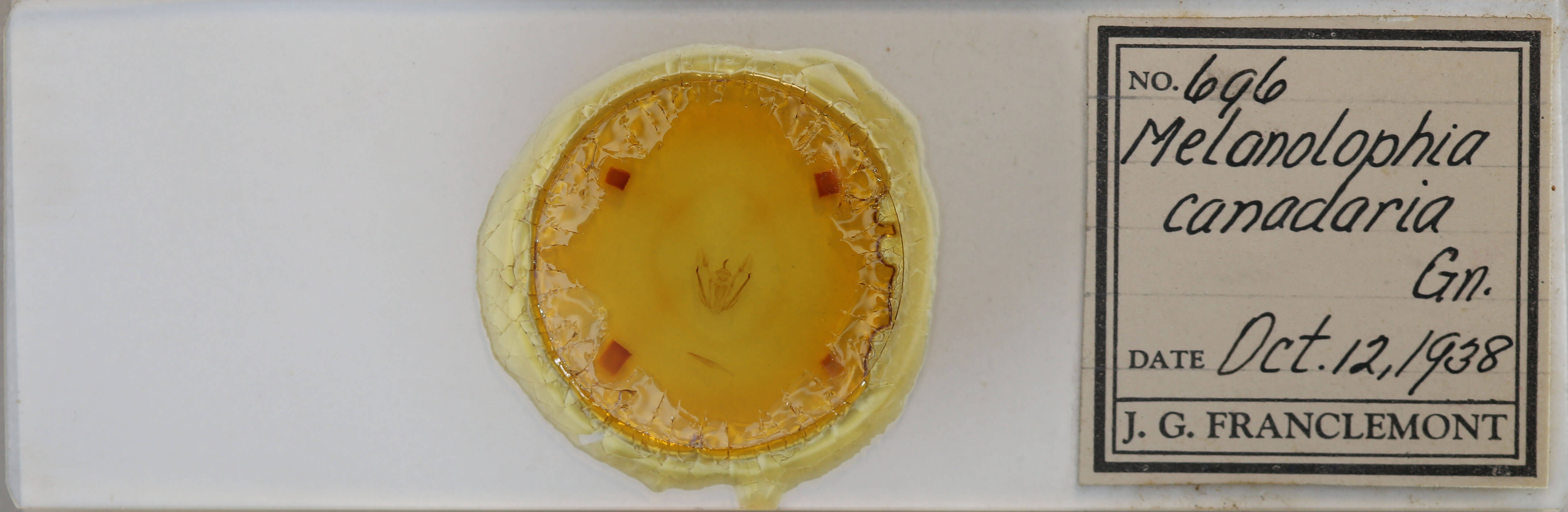 genitalia view of adult Melanolophia canadaria