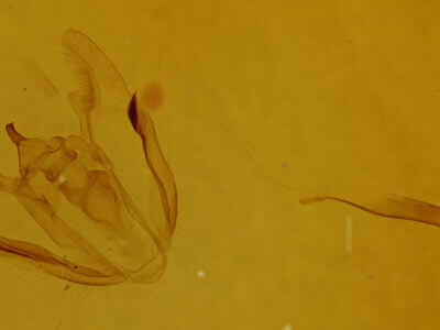 genitalia view of adult Melanolophia signataria