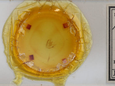 slide view of adult Melanolophia signataria