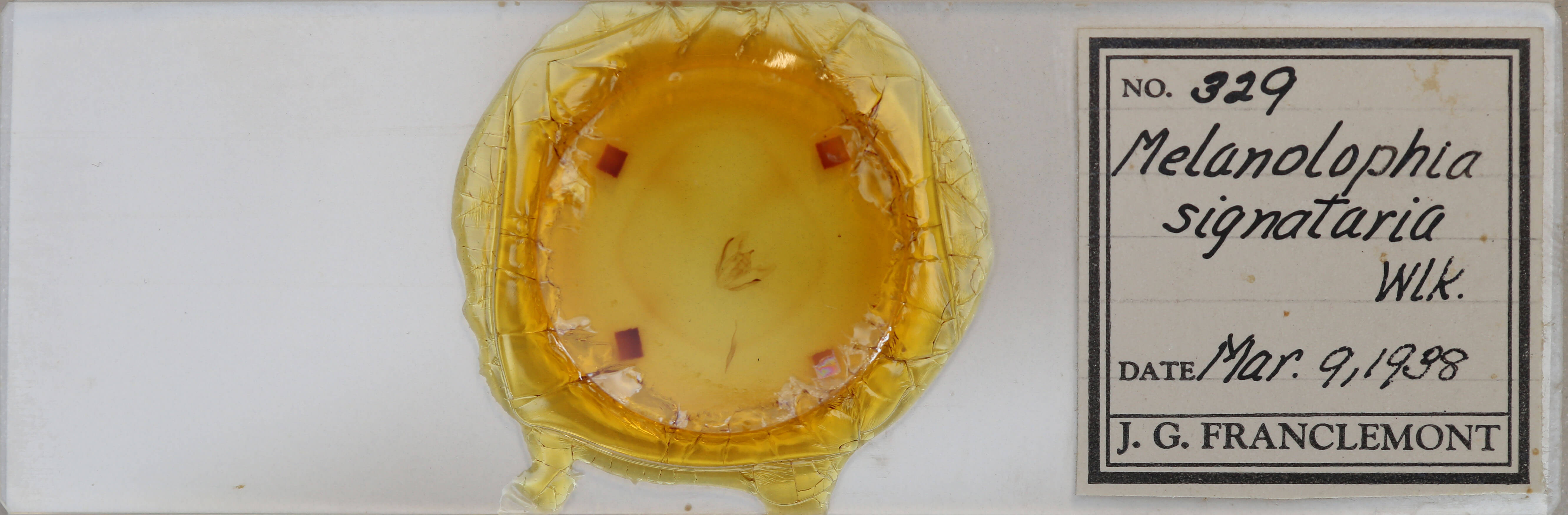 slide view of adult Melanolophia signataria