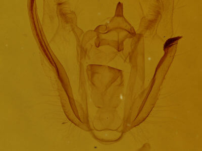 genitalia view of adult Melanolophia signataria
