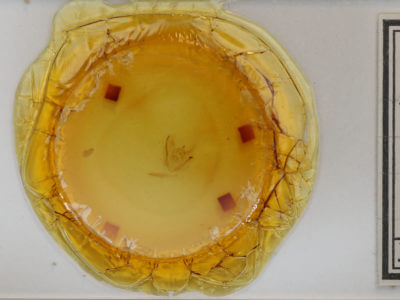 slide view of adult Melanolophia signataria