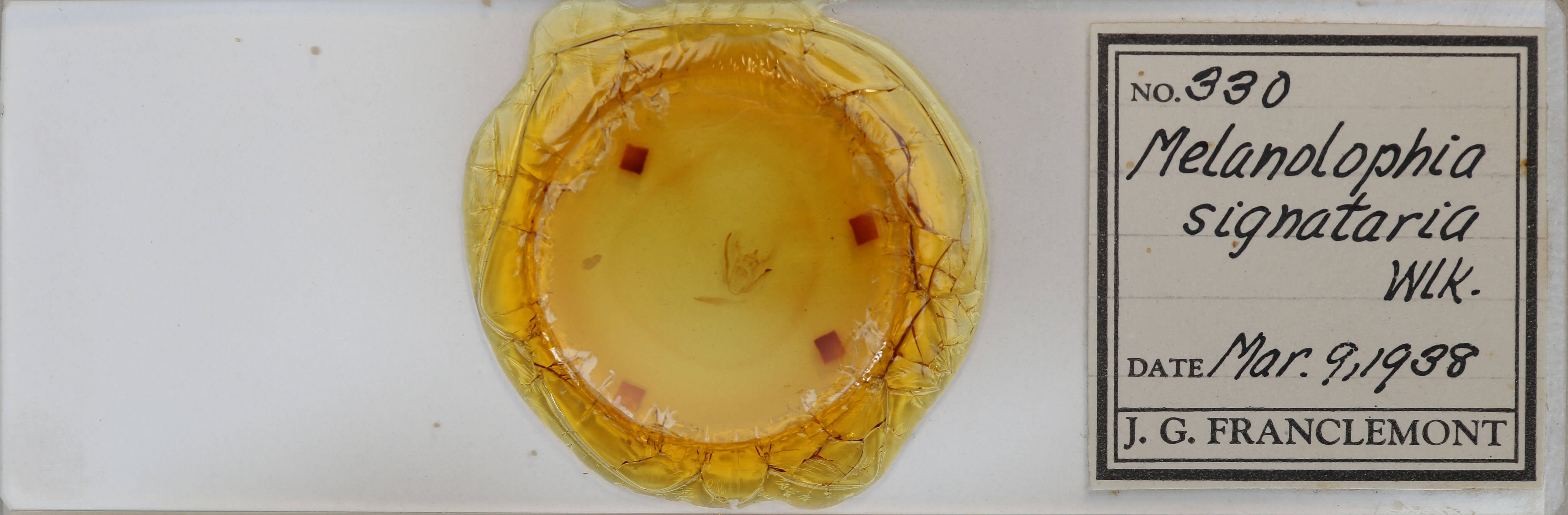 slide view of adult Melanolophia signataria