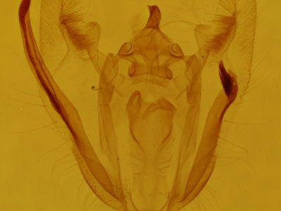 genitalia view of adult Melanolophia signataria