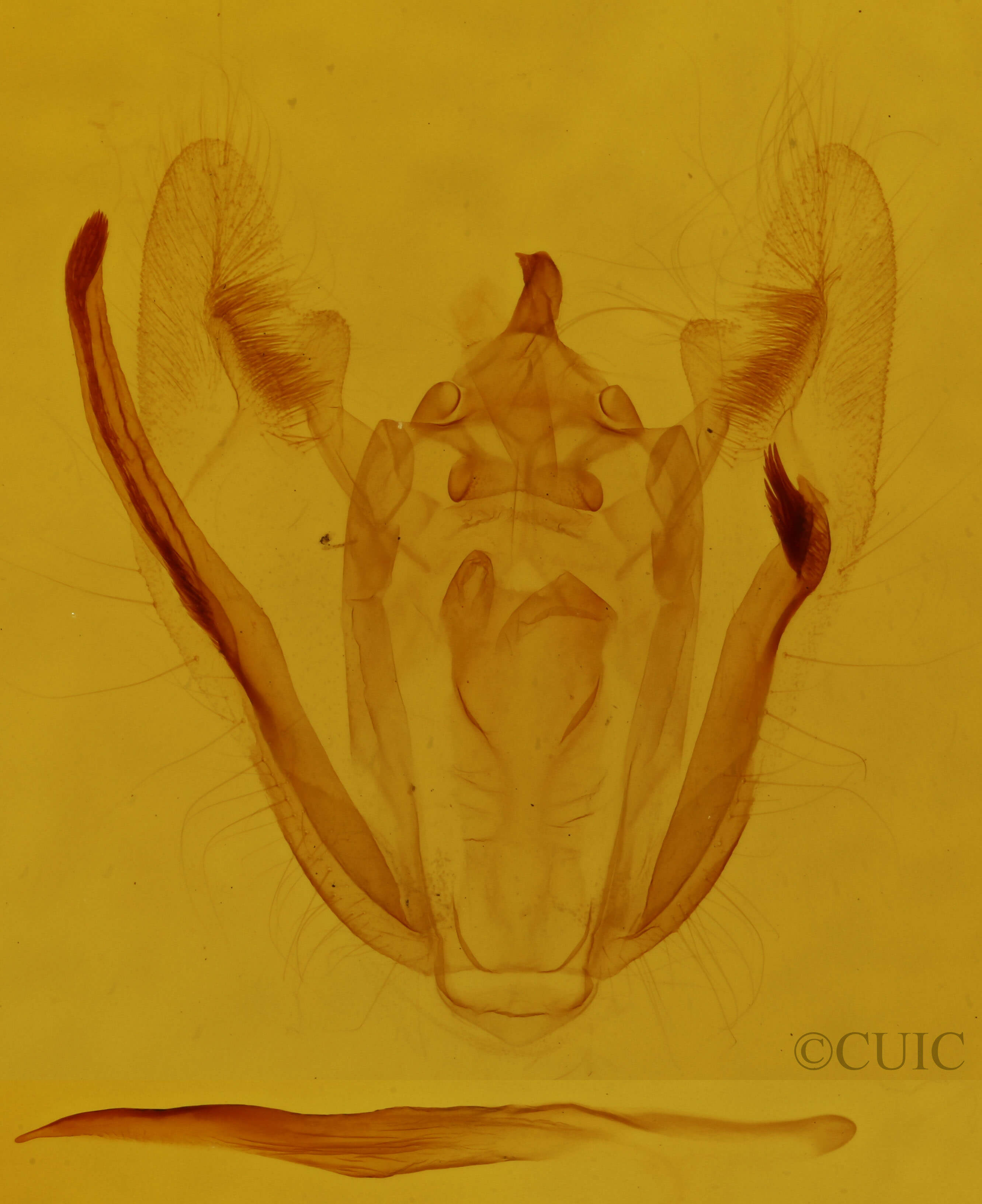 genitalia view of adult Melanolophia signataria