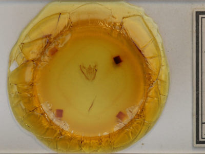 slide view of adult Melanolophia signataria