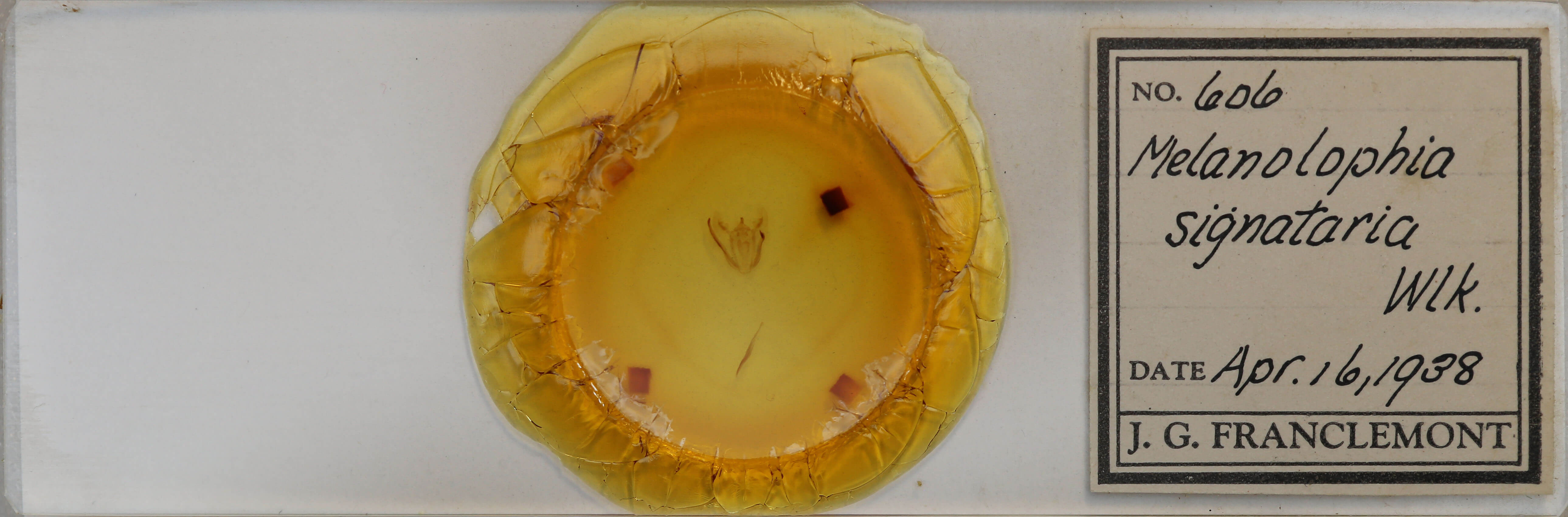 slide view of adult Melanolophia signataria