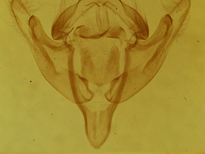 genitalia view of adult Meropleon diversicolor