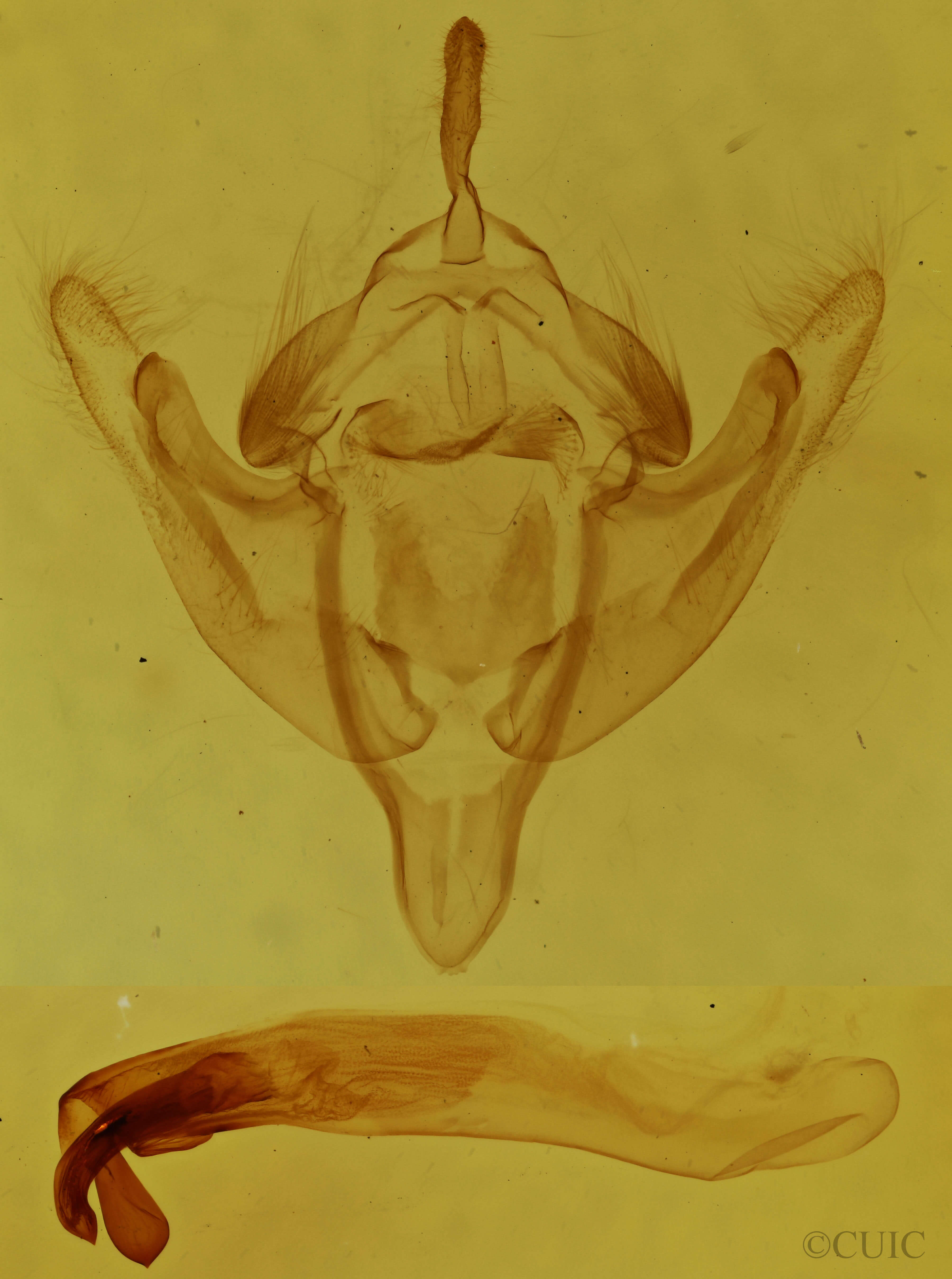 genitalia view of adult Meropleon diversicolor