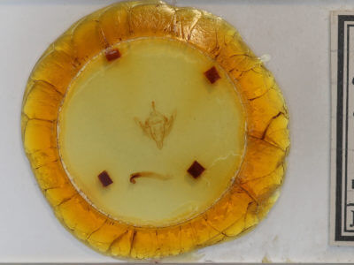 slide view of adult Meropleon diversicolor