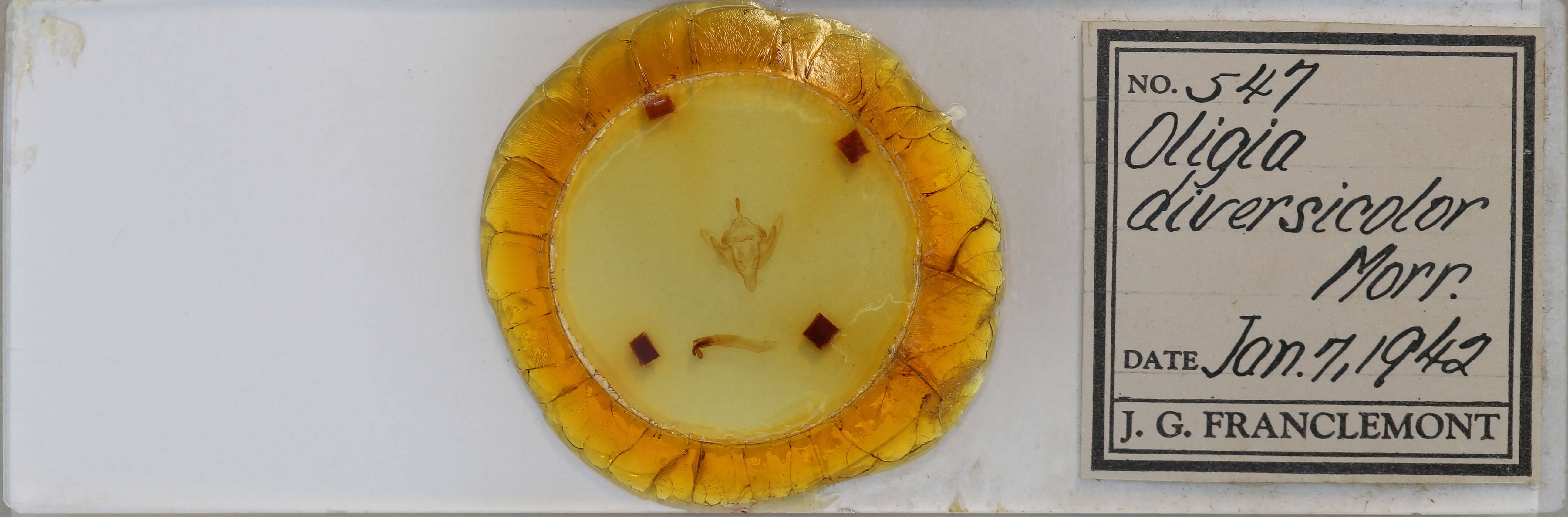 slide view of adult Meropleon diversicolor