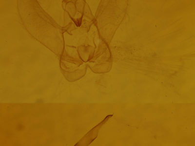 genitalia view of adult Metanema determinata