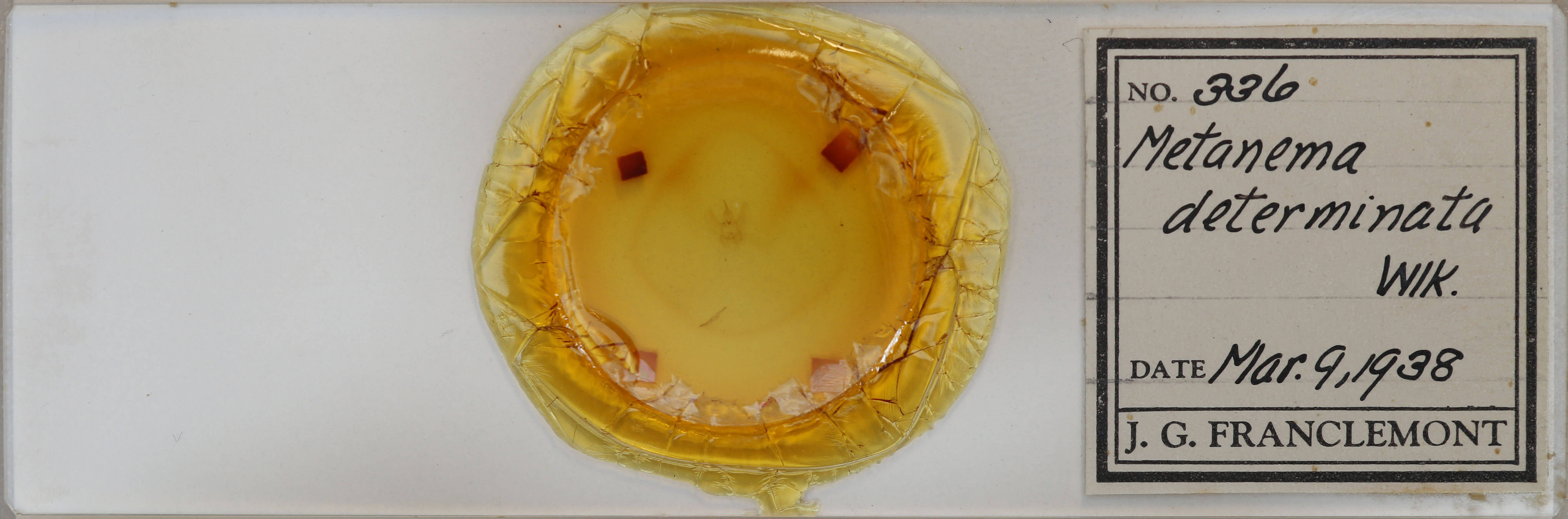 slide view of adult Metanema determinata