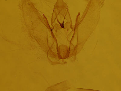 genitalia view of adult Metanema inatomaria