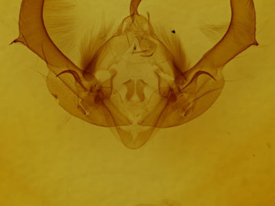 genitalia view of adult Morrisonia confusa